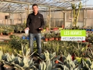 Les agaves, des plantes succulentes trs graphiques