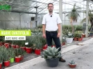 L'agave � feuilles ovales, r�sistant � la s�cheresse et � l'humidit�