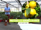 Protger les agrumes en hiver