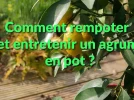 Rempoter et entretenir un agrume en pot