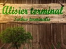L'alisier torminal, fiche botanique