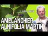 L'amlanchier Martin, un petit fruitier plein de promesses