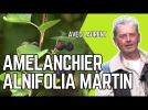 L'am�lanchier Martin, un petit fruitier plein de promesses