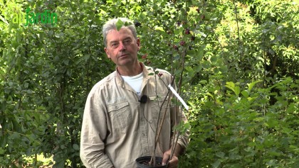 L'am�lanchier alnifolia 'Smokey' : un arbuste indispensable au jardin