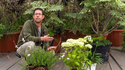 Am�nager un jardin blanc : valeurs s�res et feuillages exotiques