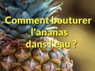 Comment bouturer un ananas dans l'eau?