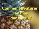 Comment bouturer un ananas dans l'eau�?