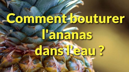 Comment bouturer un ananas dans l'eau�?