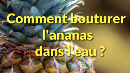 Comment bouturer un ananas dans l'eau�?