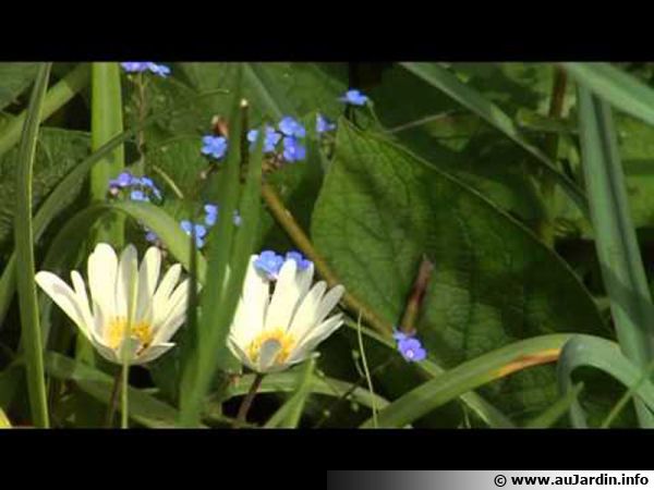 Anémone de Grèce, Anemone blanda : planter, cultiver, multiplier