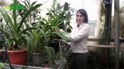 Angraecum longicalcar : une orchid�e extraordinaire n�e de la nuit et du papillon