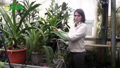 Angraecum longicalcar : une orchid�e extraordinaire n�e de la nuit et du papillon