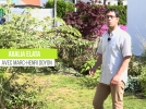L'Aralia elata, une plante au look tropical rsistante au froid