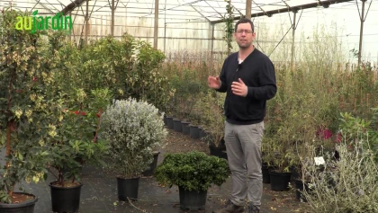 Arbustes m�diterran�ens : les meilleures vari�t�s pour un jardin sec et ensoleill�