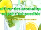 Cultiver les aromatiques en pot, c'est possible, mme pendant les vacances!