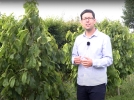 L'asiminier, culture et entretien de la mangue du nord