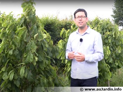 Mangue du Nord : le fruit exotique que vous pouvez enfin cultiver chez vous