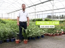 Aspidistra elatior, une vivace rsistante pour l'intrieur et l'extrieur