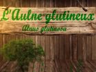 Aulne glutineux, Alnus glutinosa, la fiche botanique