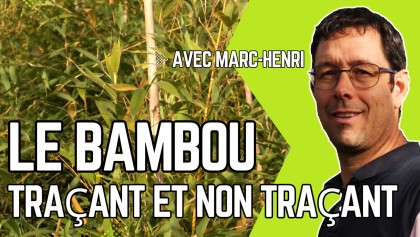Bambou tra�ant et non tra�ant : comment le choisir
