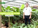 Des bananiers rsistants au froid qui produisent des bananes comestibles