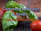 Multipliez votre basilic  l'infini, la mthode inratable