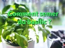 Comment semer du basilic ?