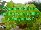 Comment faire les boutures de feuilles de b�gonias ?