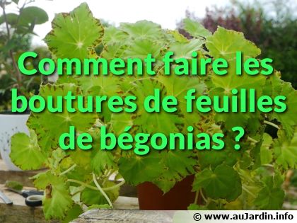 Comment faire les boutures de feuilles de b�gonias ?