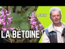 La b�toine officinale, une plante pleine de ressources