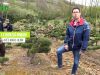 Le bonsaï Niwaki, taille, formation et entretien