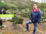 Le bonsaï Niwaki, taille, formation et entretien