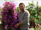 Le bougainvillier