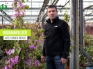 Le bougainvillier 'Violet de Meze', le plus rustique