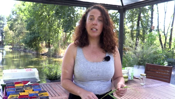Bouturage : 3 alternatives naturelles et gratuites aux hormones chimiques