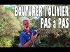 Bouturer l'olivier pas  pas