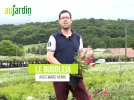 Le buddl�ia Little Ruby, un cultivar compact � l'abondante floraison rouge