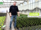 La bulbine, facile de culture et d'entretien