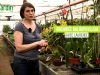 Le Bulbophyllum, une orchid�e au parfum surprenant