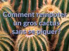 Comment rempoter un gros cactus sans se piquer ?