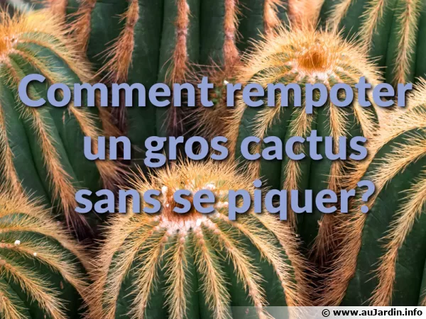 Comment rempoter un gros cactus sans se piquer ?