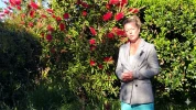 Rince-bouteille (Callistemon) : l'arbuste australien r�sistant � la s�cheresse