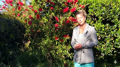 Rince-bouteille (Callistemon) : l'arbuste australien r�sistant � la s�cheresse