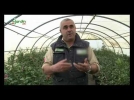 Les camlias, une plante pour fleurir l'hiver
