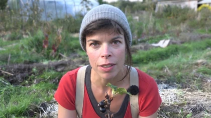Comment r�aliser une bouture de petit fruitier comme le cassissier ?
