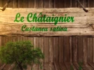 Ch�taignier commun, Castanea sativa : fiche botanique