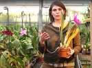 Le Cattleya, une orchide  grosses fleurs