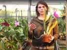 Le Cattleya, une orchid�e � grosses fleurs