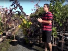 Cercis du Canada, culture et entretien