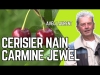 Le cerisier nain, idal pour les petits jardins et les balcons